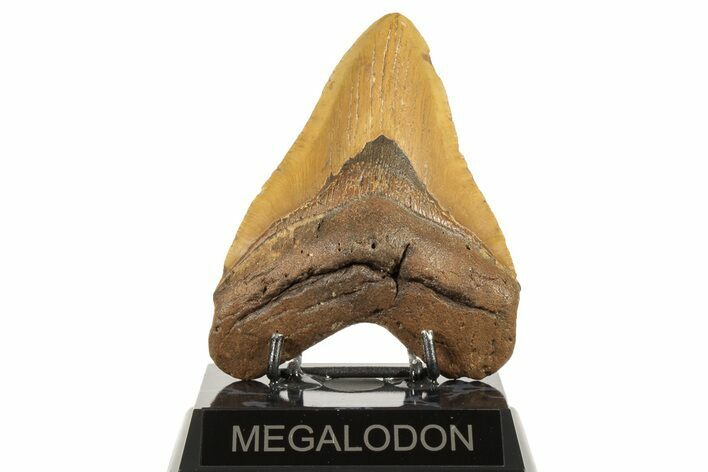 Fossil Megalodon Tooth - North Carolina #192487